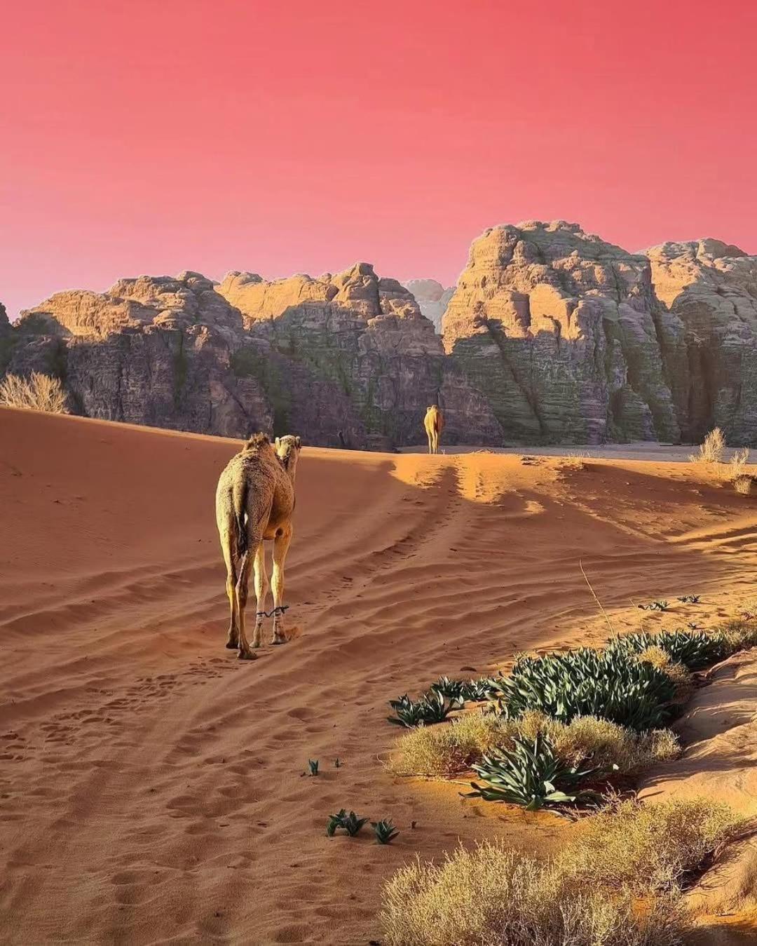 WadiRum Star Planet albasli Wadi Rum Bagian luar foto